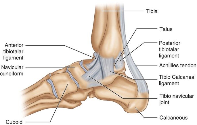 Ankle Joint | SpringerLink